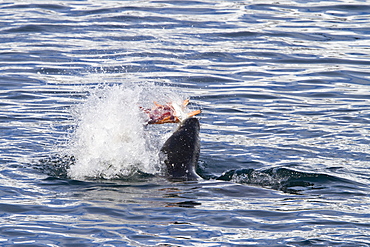 Adult female leopard seal (Hydrurga leptonyx) stalking, then killing and eating an adult gentoo penguin in Paradise Bay, Antarctica, Southern Ocean