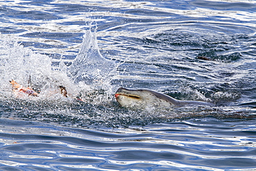 Adult female leopard seal (Hydrurga leptonyx) stalking, then killing and eating an adult gentoo penguin in Paradise Bay, Antarctica, Southern Ocean