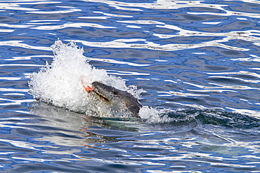 Adult female leopard seal (Hydrurga leptonyx) stalking, then killing and eating an adult gentoo penguin in Paradise Bay, Antarctica, Southern Ocean