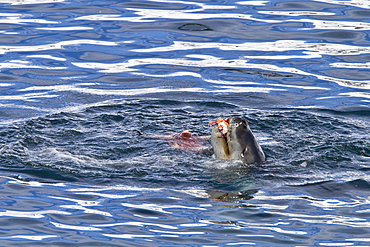 Adult female leopard seal (Hydrurga leptonyx) stalking, then killing and eating an adult gentoo penguin in Paradise Bay, Antarctica, Southern Ocean