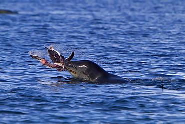 Adult female leopard seal (Hydrurga leptonyx) stalking, then killing and eating an adult gentoo penguin in Paradise Bay, Antarctica, Southern Ocean