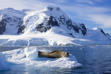 Adult leopard seal (Hydrurga leptonyx) hauled out on ice floe near the Antarctic Peninsula, Southern Ocean