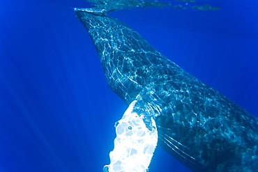 Humpback whale (Megaptera novaeangliae) underwater in the AuAu Channel between the islands of Maui and Lanai, Hawaii, USA