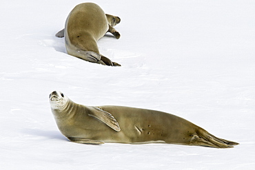 Crabeater seal (Lobodon carcinophaga) hauled out on ice floe near the Antarctic Peninsula