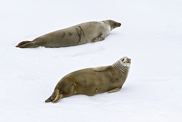 Crabeater seal (Lobodon carcinophaga) hauled out on ice floe near the Antarctic Peninsula