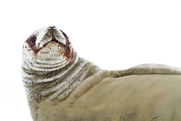 Crabeater seal (Lobodon carcinophaga) hauled out on ice floe near the Antarctic Peninsula