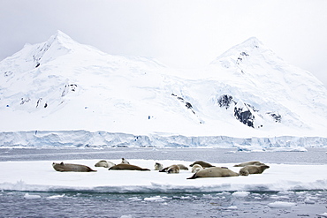 Crabeater seal (Lobodon carcinophaga) hauled out on ice floe near the Antarctic Peninsula