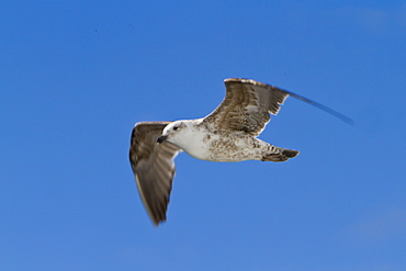 Juvenile kelp gull (Larus dominicanus) in flight near Ushuaia, Tierra del Fuego, Argentina, Southern Ocean