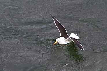 Adult kelp gull (Larus dominicanus) foraging for small crustaceans in Ushuaia, Tierra del Fuego, Argentina, Southern Ocean