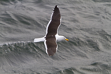 Adult kelp gull (Larus dominicanus) foraging for small crustaceans in Ushuaia, Tierra del Fuego, Argentina, Southern Ocean