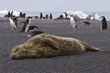 Adult Weddell seal (Leptonychotes weddellii) hauled out near the Antarctic Peninsula, Southern Ocean