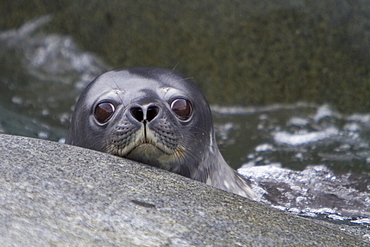 Weddell seal (Leptonychotes weddellii) pup on Weinke Island near the Antarctic Peninsula, Southern Ocean