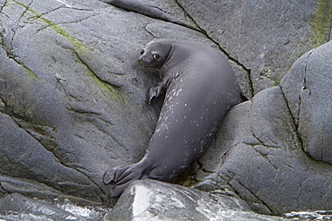 Weddell seal (Leptonychotes weddellii) pup on Weinke Island near the Antarctic Peninsula, Southern Ocean