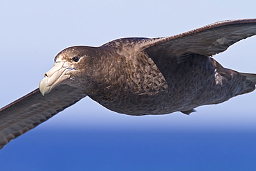 Southern giant petrel (Macronectes giganteus) in flight in the Drake Passage, Southern Ocean