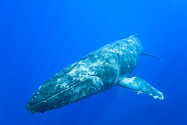 Humpback whale (Megaptera novaeangliae) underwater in the AuAu Channel between the islands of Maui and Lanai, Hawaii, USA