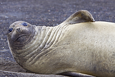 Young female southern elephant seal (Mirounga leonina) on Deception Island, Antarctica