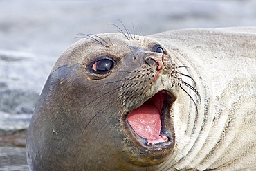 Young southern elephant seal (Mirounga leonina) on Torgesen Island just outside Palmer Station in Port Arthur, Antarctica