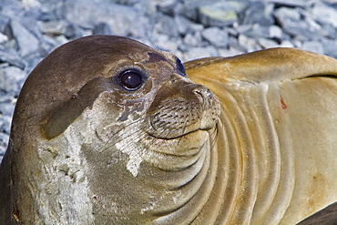 Young southern elephant seal (Mirounga leonina) on Torgesen Island just outside Palmer Station in Port Arthur, Antarctica