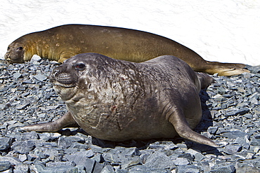 Adult bull with adult female southern elephant seal (Mirounga leonina) on Torgesen Island just outside Palmer Station in Port Arthur, Antarctica