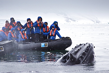 Humpback whale (Megaptera novaeangliae) spy-hopping near Zodiac near the Antarctic Peninsula, Antarctica, Southern Ocean