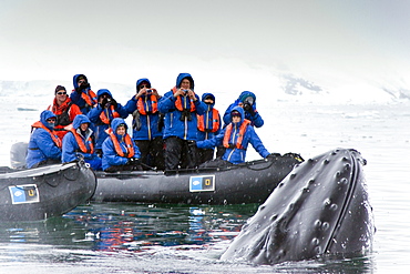 Humpback whale (Megaptera novaeangliae) spy-hopping near Zodiac near the Antarctic Peninsula, Antarctica, Southern Ocean