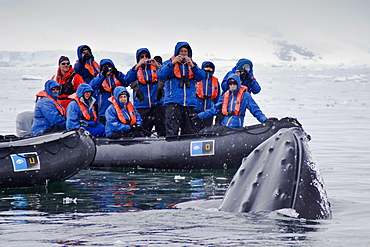 Humpback whale (Megaptera novaeangliae) spy-hopping near Zodiac near the Antarctic Peninsula, Antarctica, Southern Ocean