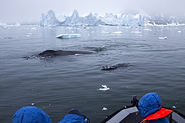 Humpback whale (Megaptera novaeangliae) surfacing near Zodiac near the Antarctic Peninsula, Antarctica, Southern Ocean