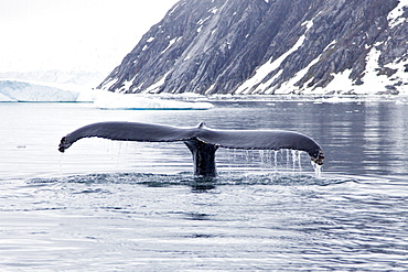 Humpback whale (Megaptera novaeangliae) flukes-up dive near the Antarctic Peninsula, Antarctica, Southern Ocean