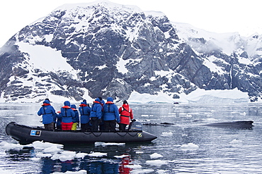 Humpback whale (Megaptera novaeangliae) surfacing near Zodiac near the Antarctic Peninsula, Antarctica, Southern Ocean