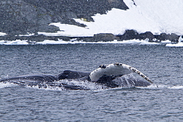 Adult humpback whale (Megaptera novaeangliae) surface lunge-feeding on krill near the Antarctic Peninsula, Antarctica, Southern Ocean