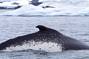 Humpback whale (Megaptera novaeangliae) surfacing near the Antarctic Peninsula, Antarctica, Southern Ocean