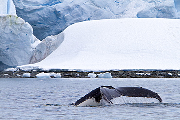 Humpback whale (Megaptera novaeangliae) calf breaching near the Antarctic Peninsula, Antarctica, Southern Ocean