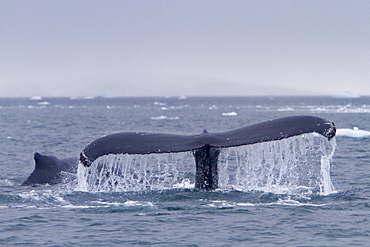 Humpback whale (Megaptera novaeangliae) calf breaching near the Antarctic Peninsula, Antarctica, Southern Ocean