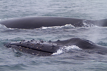 Humpback whale (Megaptera novaeangliae) surfacing near the Antarctic Peninsula, Antarctica, Southern Ocean