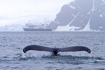 Humpback whale (Megaptera novaeangliae) calf breaching near the Antarctic Peninsula, Antarctica, Southern Ocean