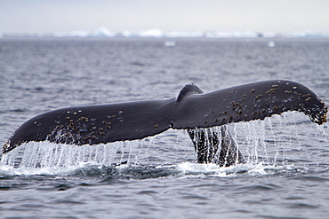 Humpback whale (Megaptera novaeangliae) calf breaching near the Antarctic Peninsula, Antarctica, Southern Ocean