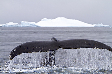 Humpback whale (Megaptera novaeangliae) calf breaching near the Antarctic Peninsula, Antarctica, Southern Ocean