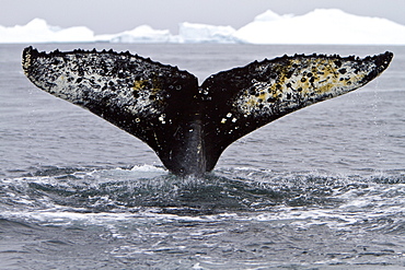 Humpback whale (Megaptera novaeangliae) flukes-up dive near the Antarctic Peninsula, Antarctica, Southern Ocean