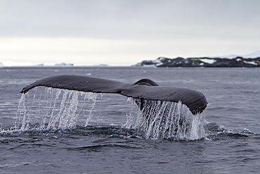 Humpback whale (Megaptera novaeangliae) calf breaching near the Antarctic Peninsula, Antarctica, Southern Ocean