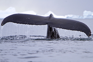 Humpback whale (Megaptera novaeangliae) calf breaching near the Antarctic Peninsula, Antarctica, Southern Ocean