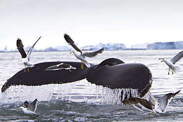 Humpback whale (Megaptera novaeangliae) flukes-up dive with kelp gulls near the Antarctic Peninsula, Antarctica, Southern Ocean