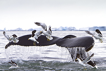 Humpback whale (Megaptera novaeangliae) flukes-up dive with kelp gulls near the Antarctic Peninsula, Antarctica, Southern Ocean