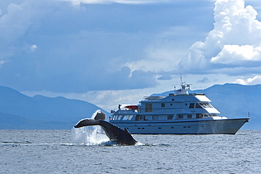 Adult humpback whale (Megaptera novaeangliae) tail throw beside the charter yacht Safari Spirit in Chatham Strait, Southeast Alaska, USA. Pacific Ocean. Not property released.   (rr)