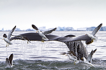 Humpback whale (Megaptera novaeangliae) flukes-up dive with kelp gulls near the Antarctic Peninsula, Antarctica, Southern Ocean