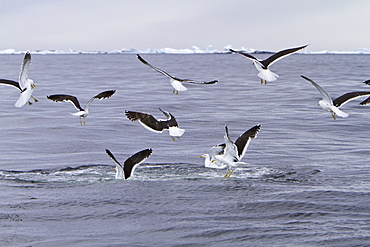 Humpback whale (Megaptera novaeangliae) surfacing with kelp gulls near the Antarctic Peninsula, Antarctica, Southern Ocean