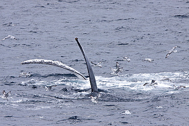 Adult humpback whale (Megaptera novaeangliae) surface lunge-feeding on krill near the Antarctic Peninsula, Antarctica, Southern Ocean