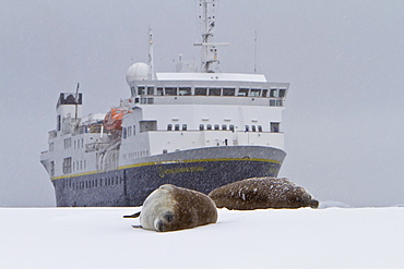 The Lindblad Expedition Ship National Geographic Explorer operating in Antarctica in the summer months.