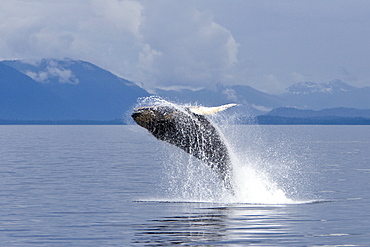 Humpback whale calf (Megaptera novaeangliae) breaching in south Frederick Sound, Southeast Alaska, USA. Pacific Ocean. Note the high number of barnacles on this calf's head and rostrum.