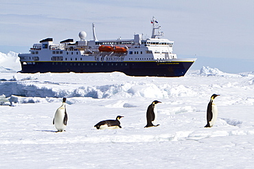 The Lindblad Expedition Ship National Geographic Explorer operating in Antarctica in the summer months.