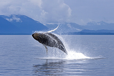 Humpback whale calf (Megaptera novaeangliae) breaching in south Frederick Sound, Southeast Alaska, USA. Pacific Ocean. Note the high number of barnacles on this calf's head and rostrum.